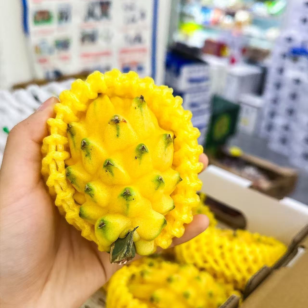 燕窝果 2枚果