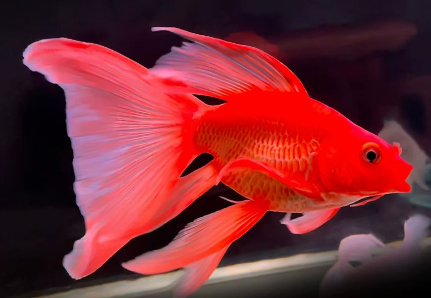 好养耐活红色观赏鱼苗冷水鱼台湾蝴蝶鲤短身大鳍长尾