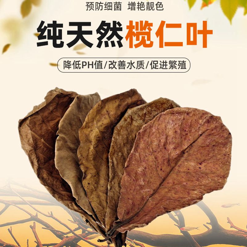 榄仁叶水族专用调节Ph值稳定水质斗鱼乌龟适用