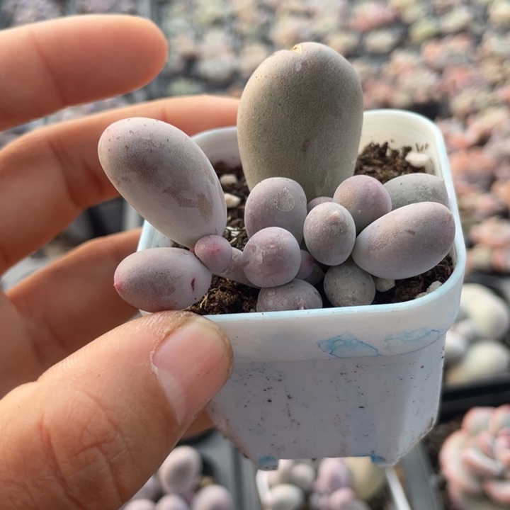 多***多一物一拍满18包邮