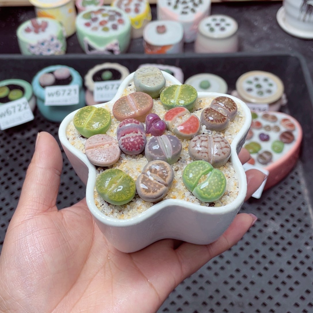 w6728 -零下地区拍保温箱-15支持寄养