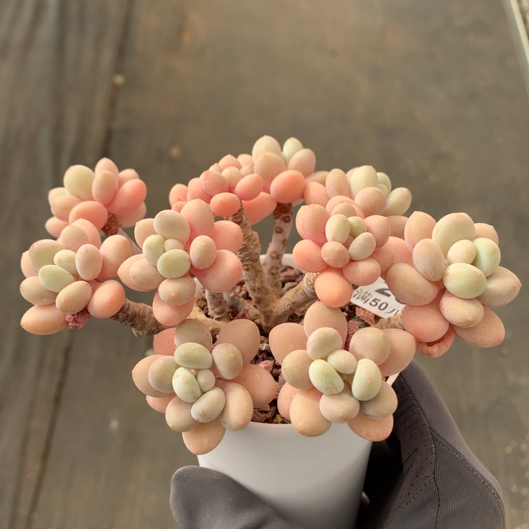 205。树桩洛神整群7.5cm盆口。