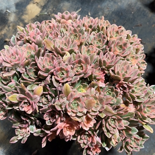 多肉植物大甜茶155