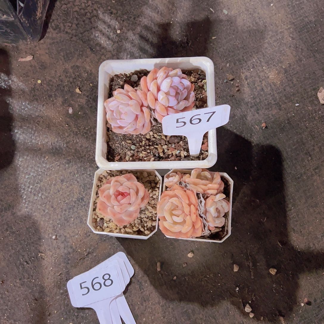 喜**肉567美肉25元元