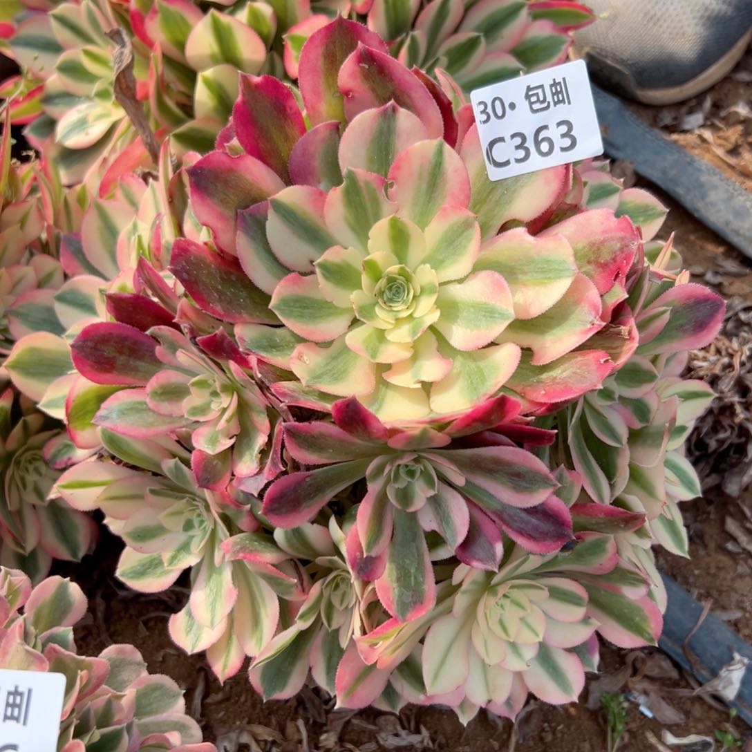 十**女363女巫多肉法师