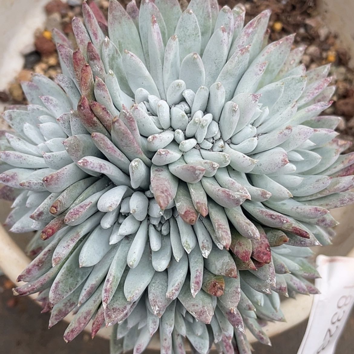 【闪购商品】法瑞杂交