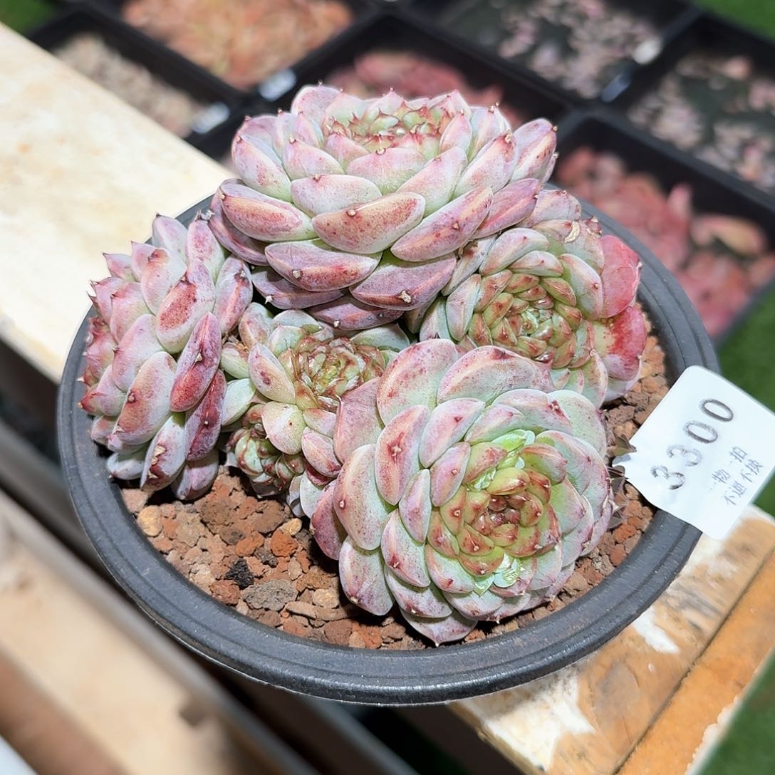 3300号天鹅绒8头