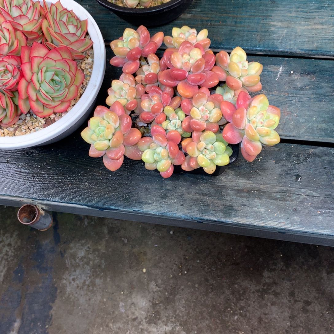 彦****一物一拍一物一拍