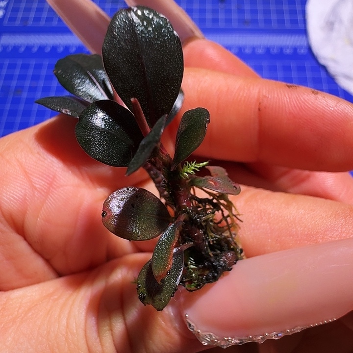 无花朵福利红脉麒麟福利一份植物