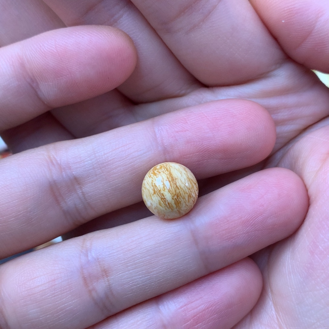 你***哥裸石蜜蜡未镶嵌蜜蜡