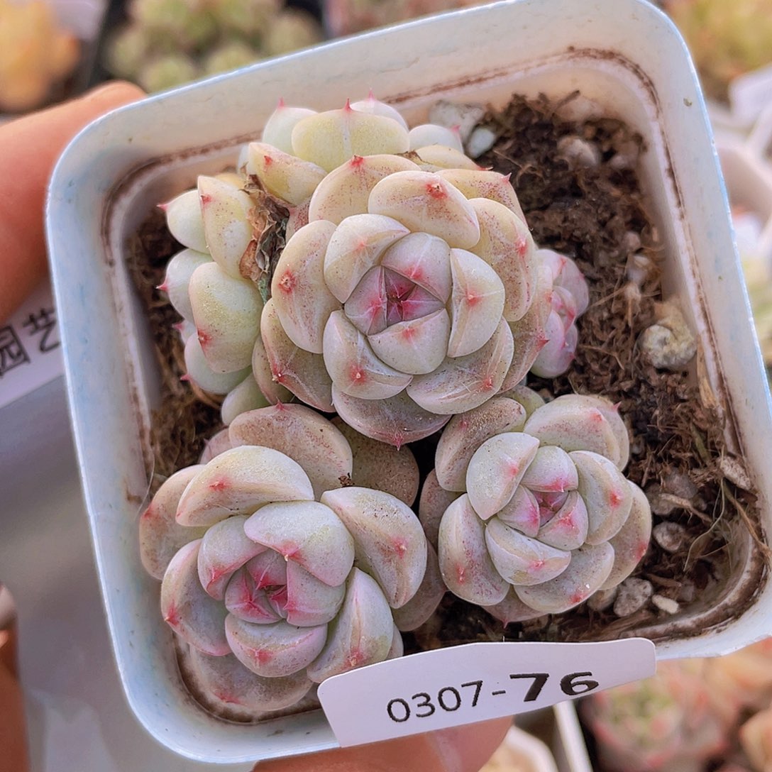 00000000000076一物一拍