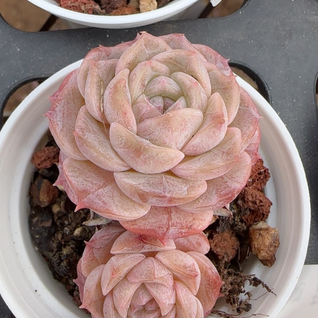 花语逸境0210-102