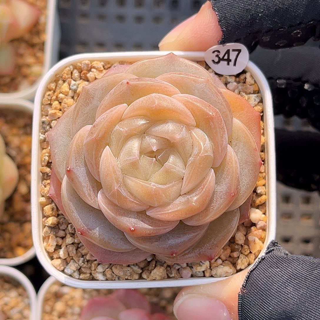 347  月宴珍妮满18包邮