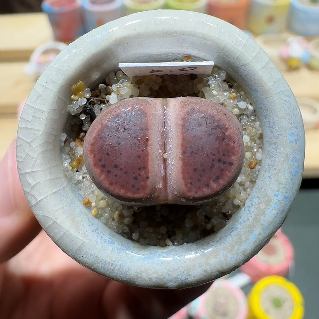 红陶蘑菇453单颗ko