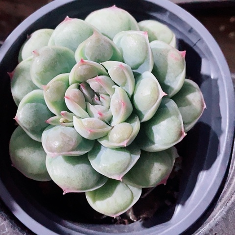 水滴12.8一盆5548497994