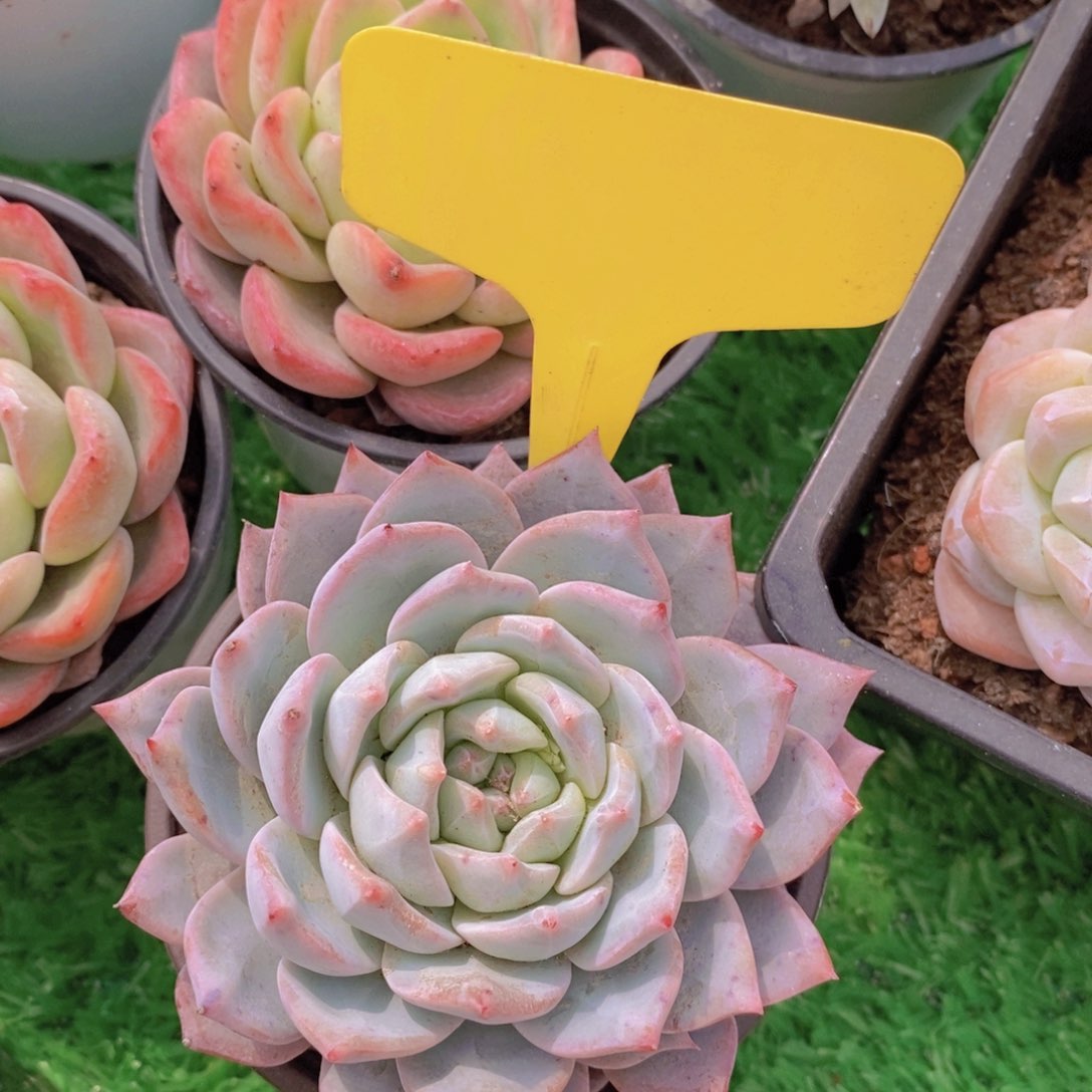 女神活动，多肉植物，一单包邮