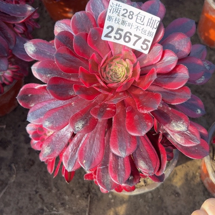 25675女神多肉植物