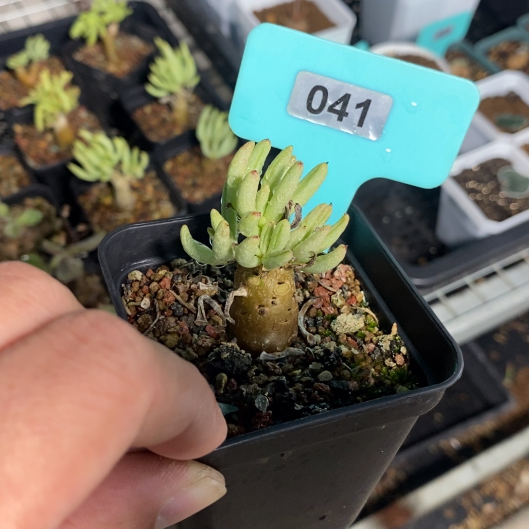 何丽奇峰锦多肉植物