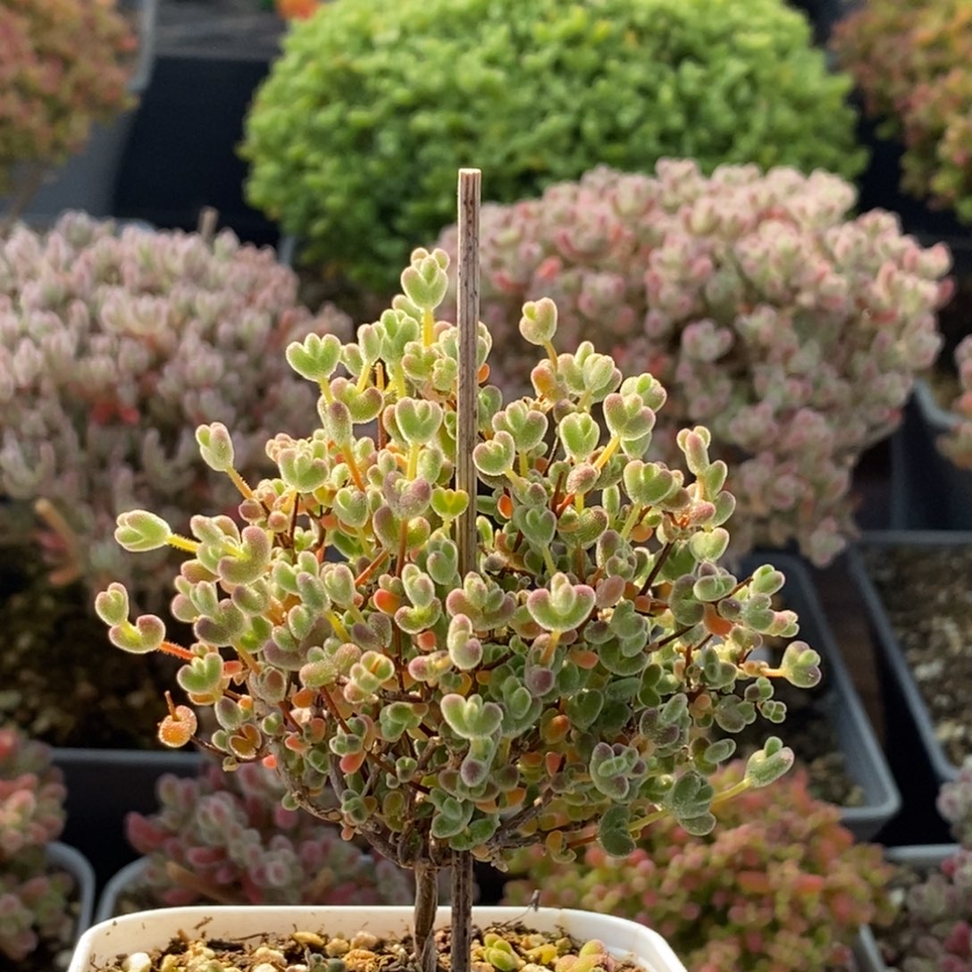 实生莱斯4128枝干番杏