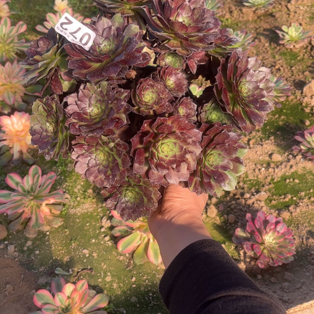 黑寡妇072不包断枝