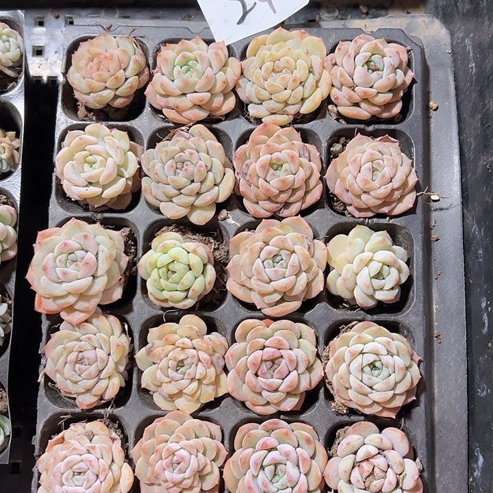 直播福利一物一拍24