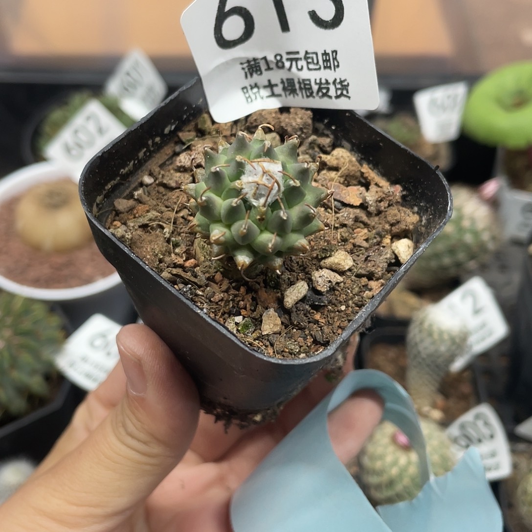 613安德森（满18元包邮）