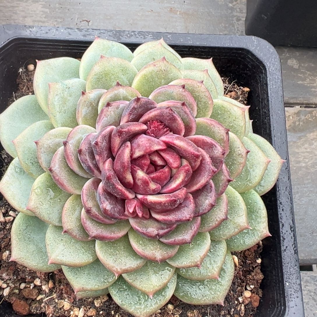 从前慢花园多肉编号1213-紫晶