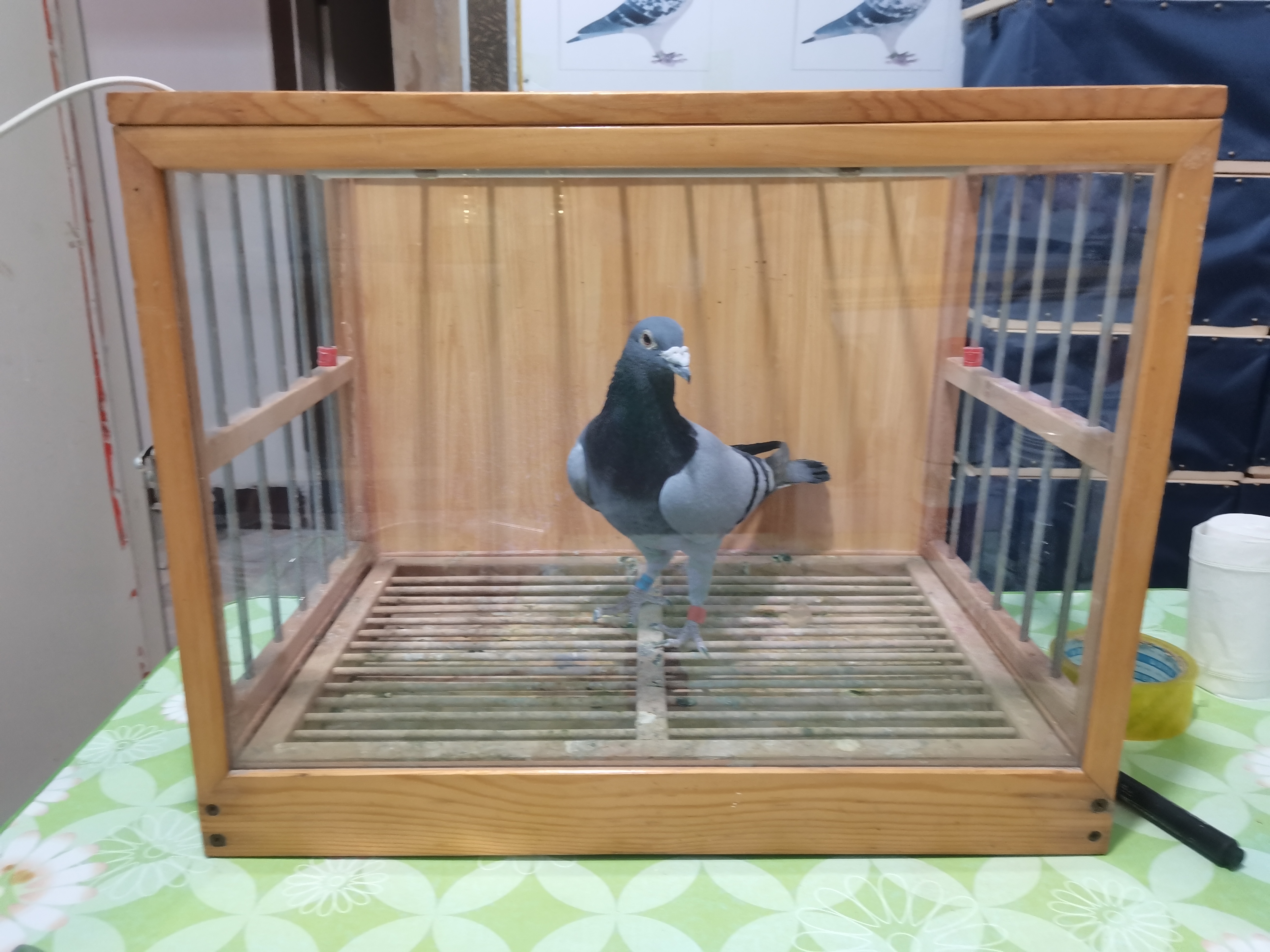 实木鸽子展示笼带照明功能松木材质适合展示笼