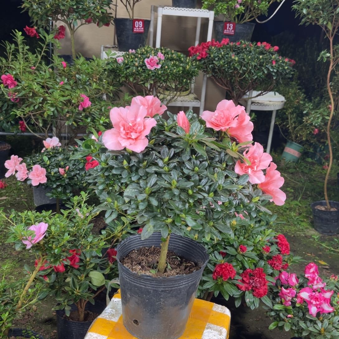 赢***。当前无花栽培后可以开花