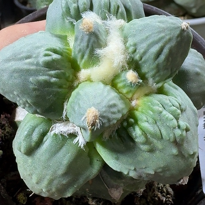 无花朵苗接大尤怒涛941