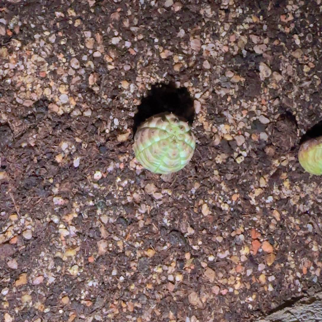 望*块根植物块根植物