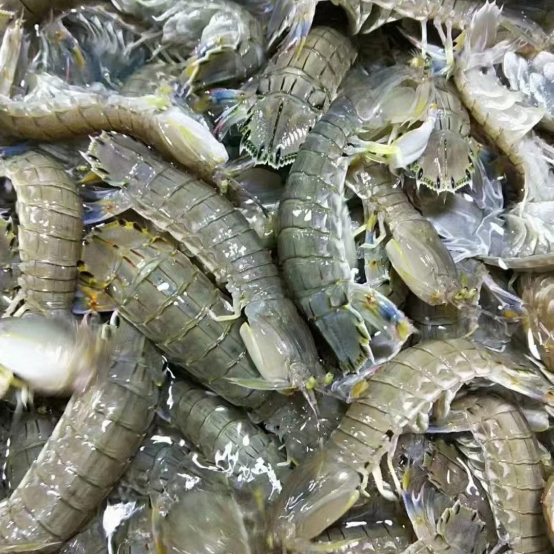 【保鲜不保活】鲜活皮皮虾《一斤20-30》打氧气发货