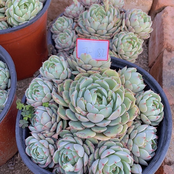 贝巴多头全身七杠82号