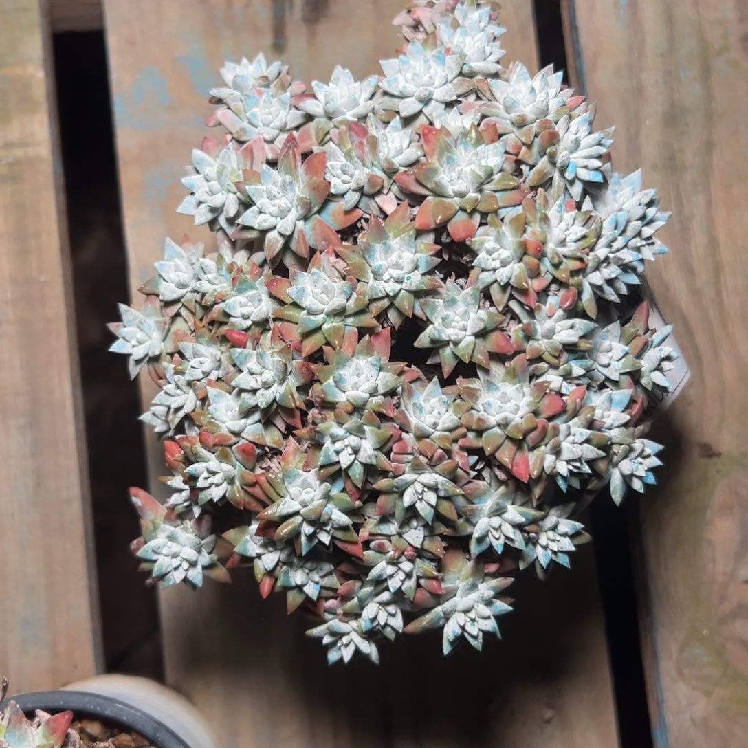 韩白菊～一物一拍1778