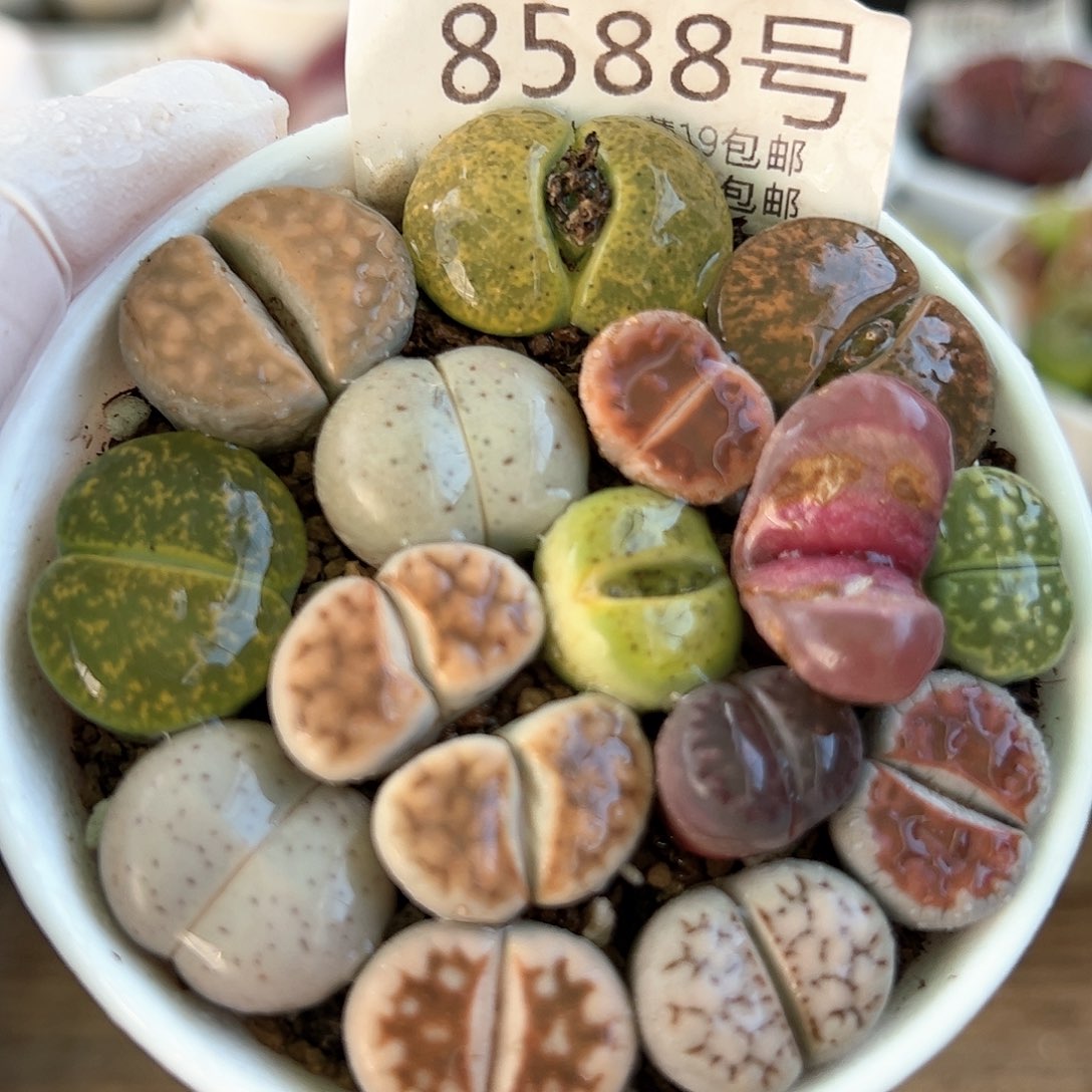 好养易活生石花大母本8588
