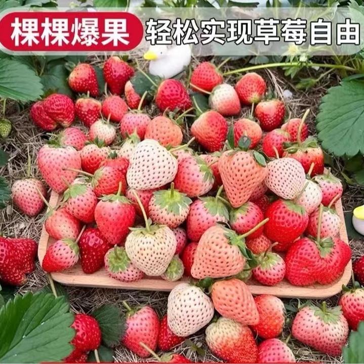 四季草莓壮苗带盆种好 原盆原土高产量新手阳台培育盆栽爆花爆果