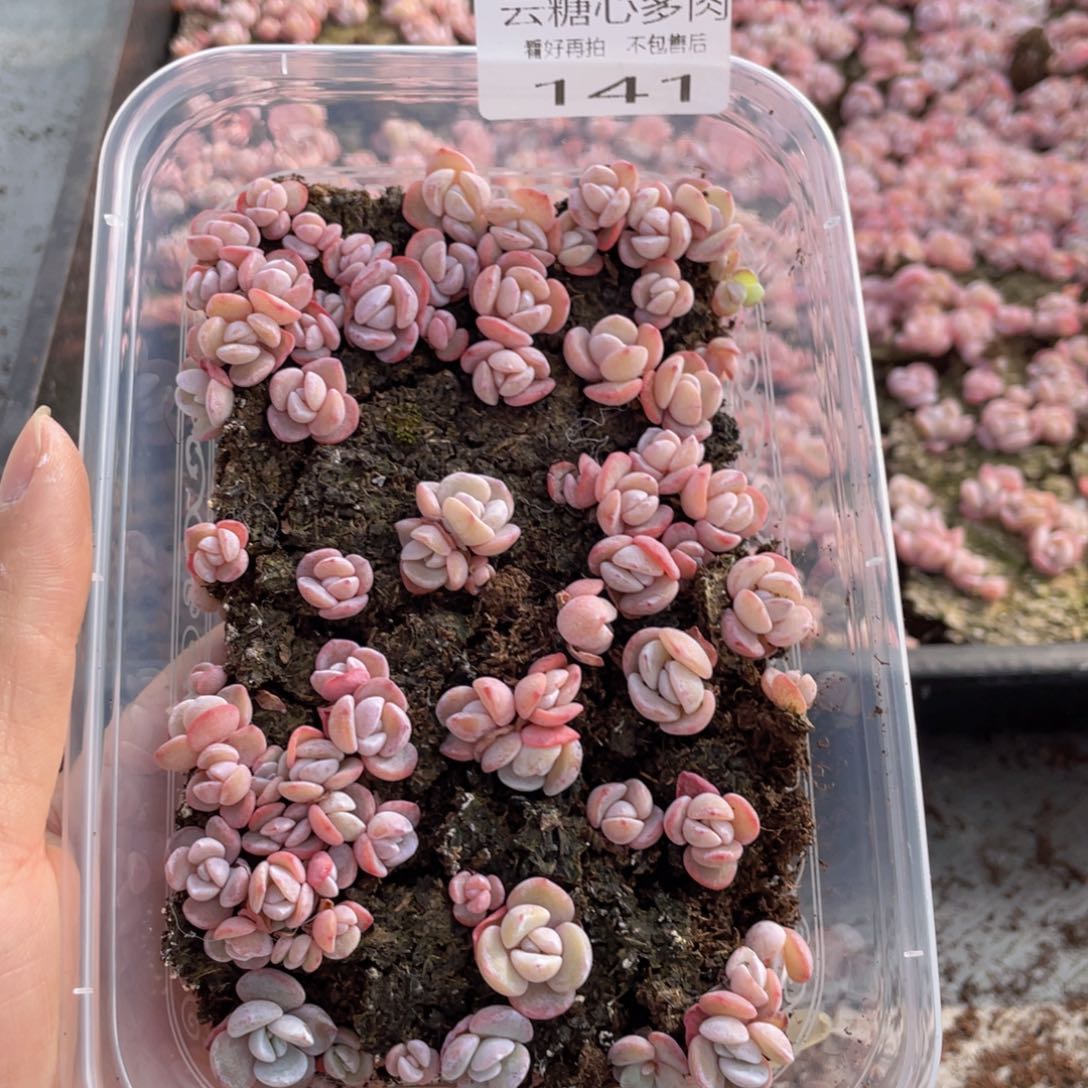 云糖心多肉植物141