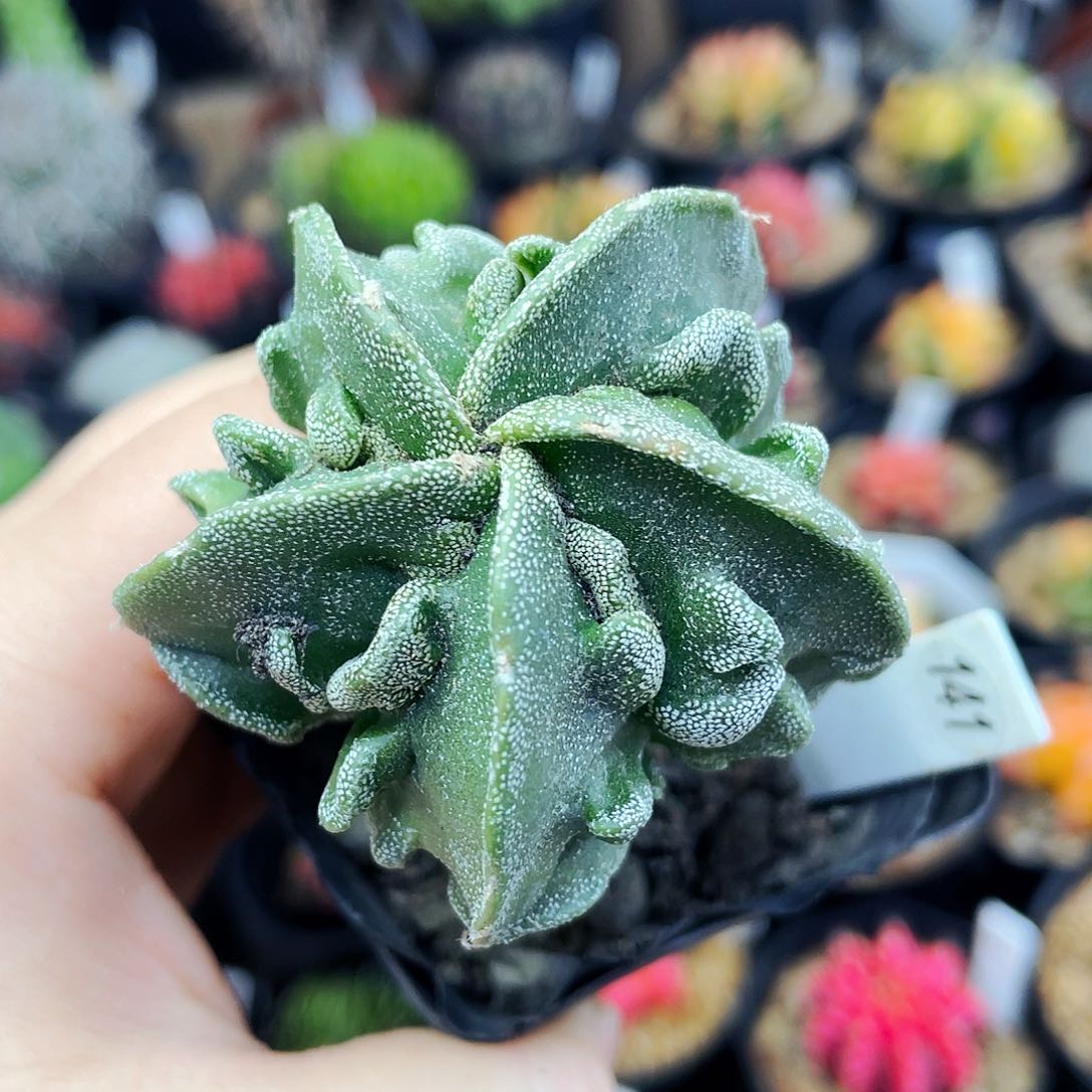 非偏远地区满25包邮仙人球