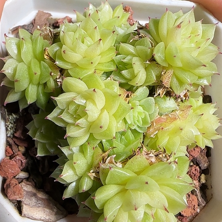 1118-------125麦秆群