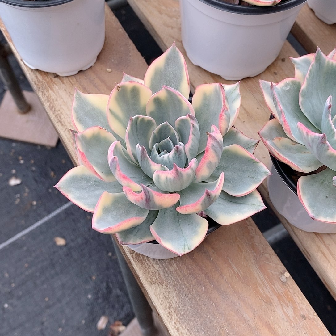 阿美星锦多肉植物老桩