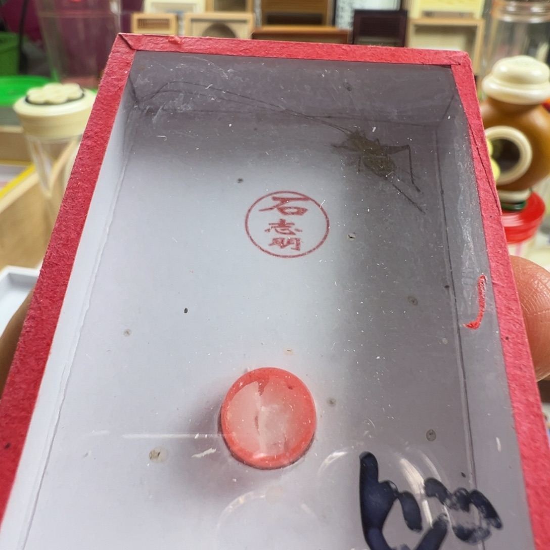 海***～蟋蟀一只开叫石老师冬黄