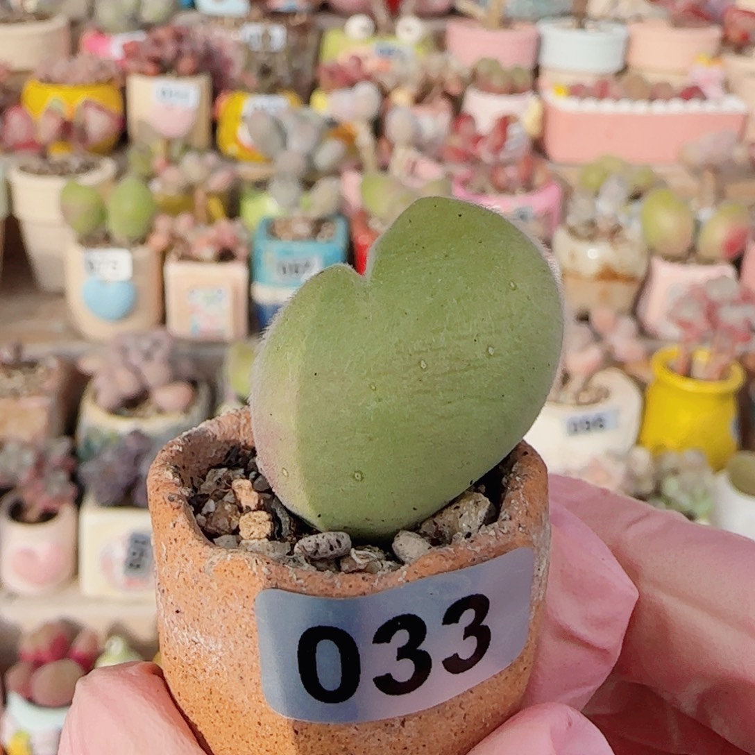 T肥肥蟹钳毛翠盆口2cm