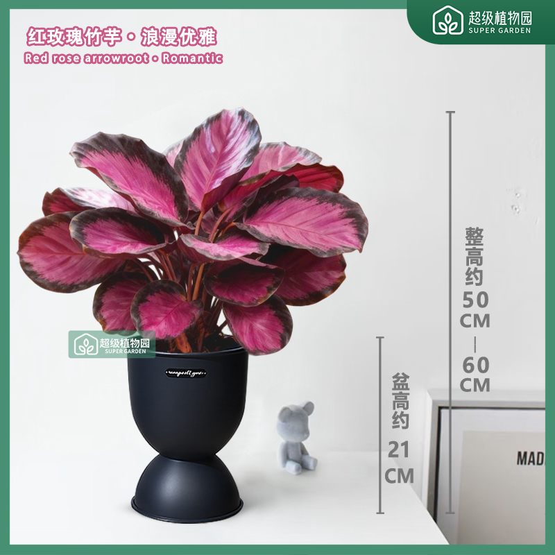 幸运女神红玫瑰红美丽竹芋室内耐阴客厅净化空气植物盆栽