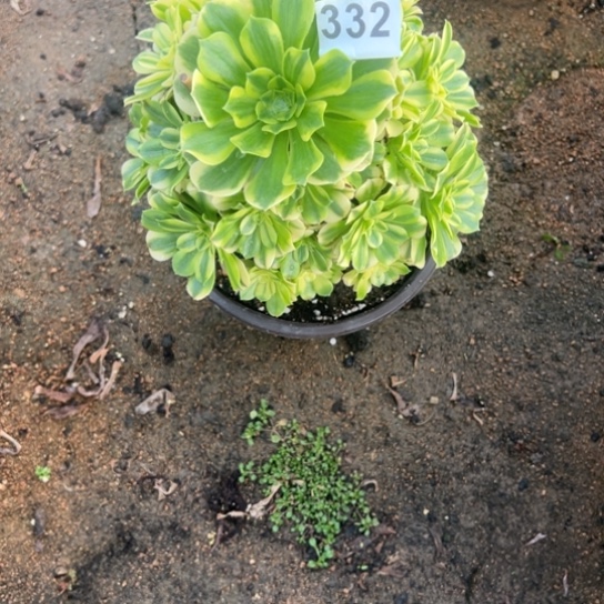 332金丝翡翠多肉汁姿态