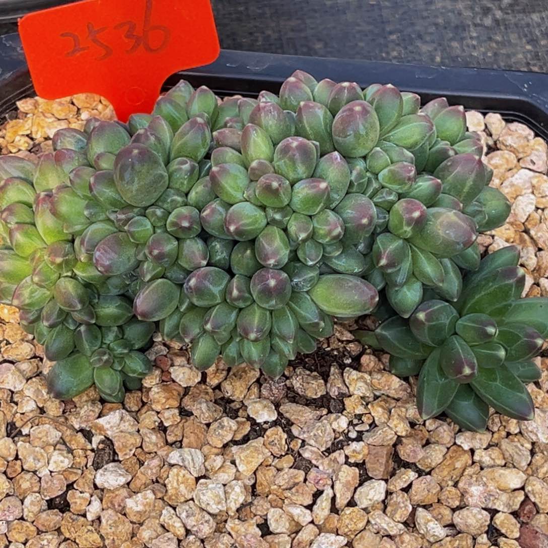 2536号上午多肉植物群生多肉