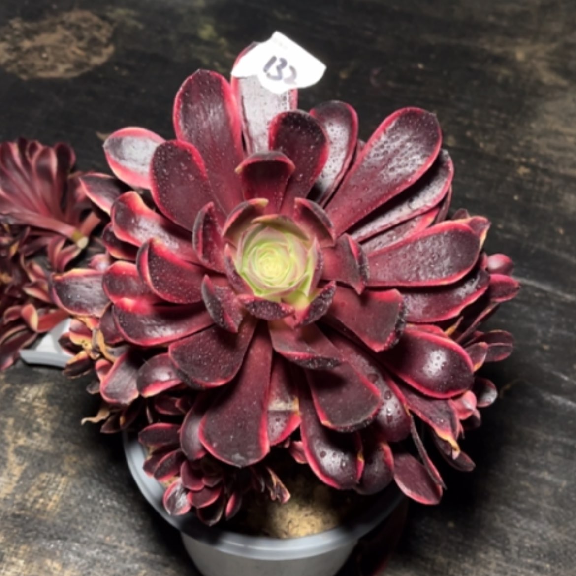 【闪购商品】132欧佳丽多肉法师