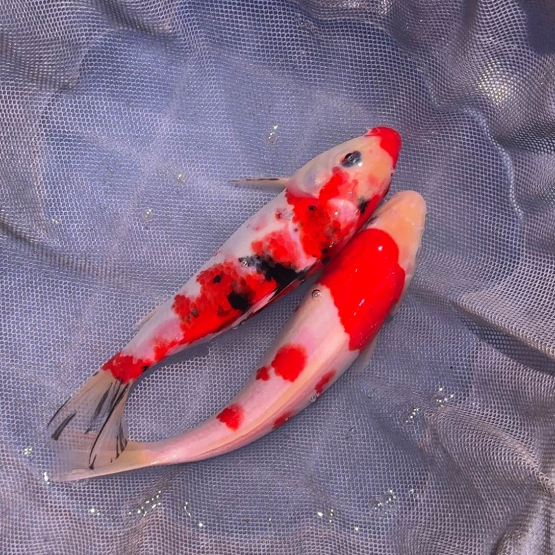 海水鱼精品锦鲤大放漏