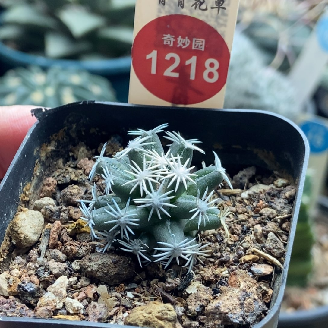 萝卜根孤月丸2.6cm