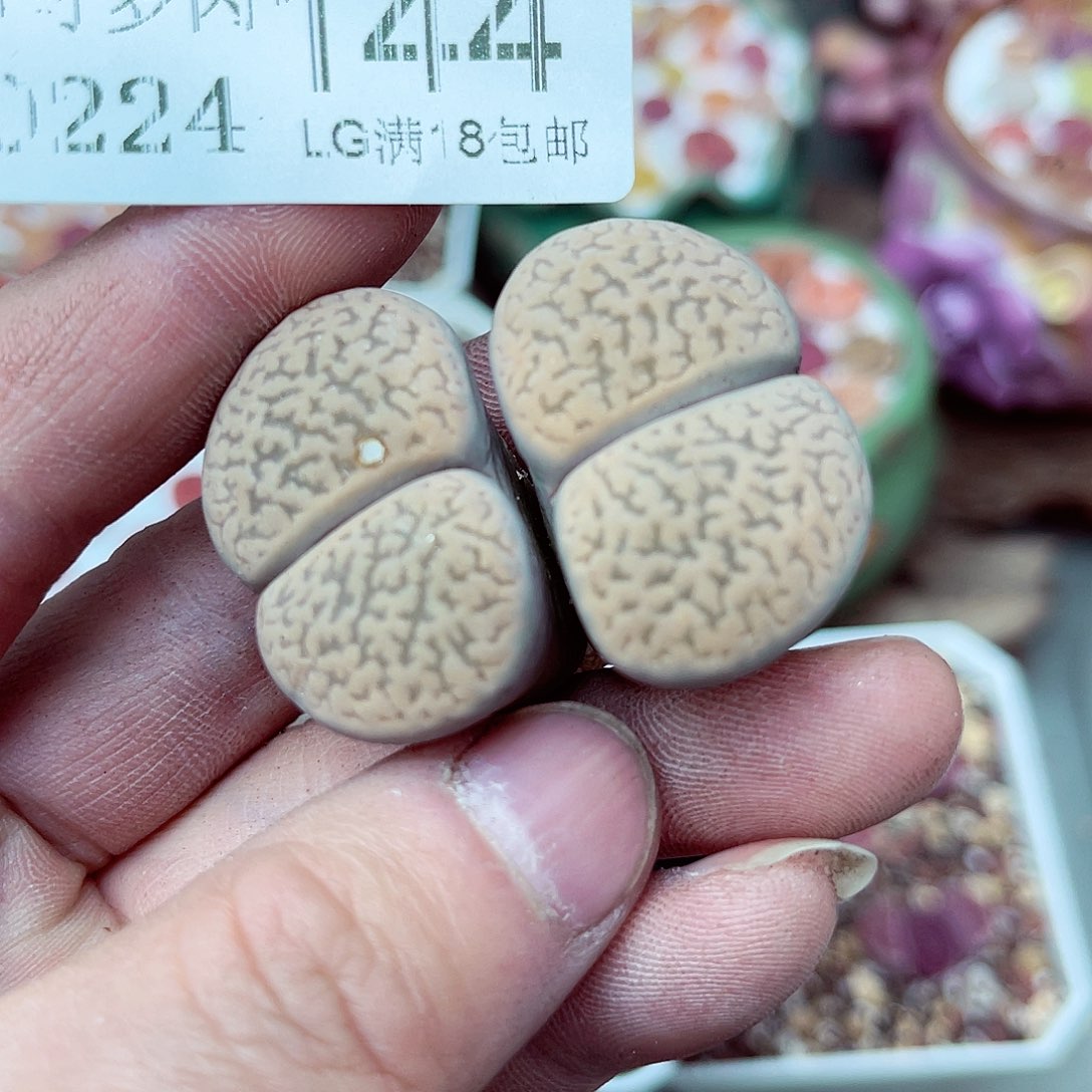 郎哥多肉生石花24-144