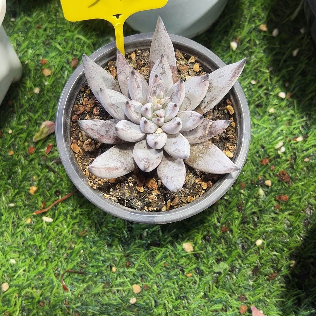 李***红魔爪33号多肉植物